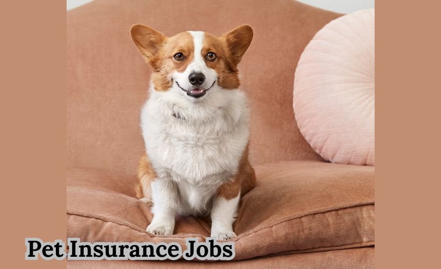 pet insurance jobs